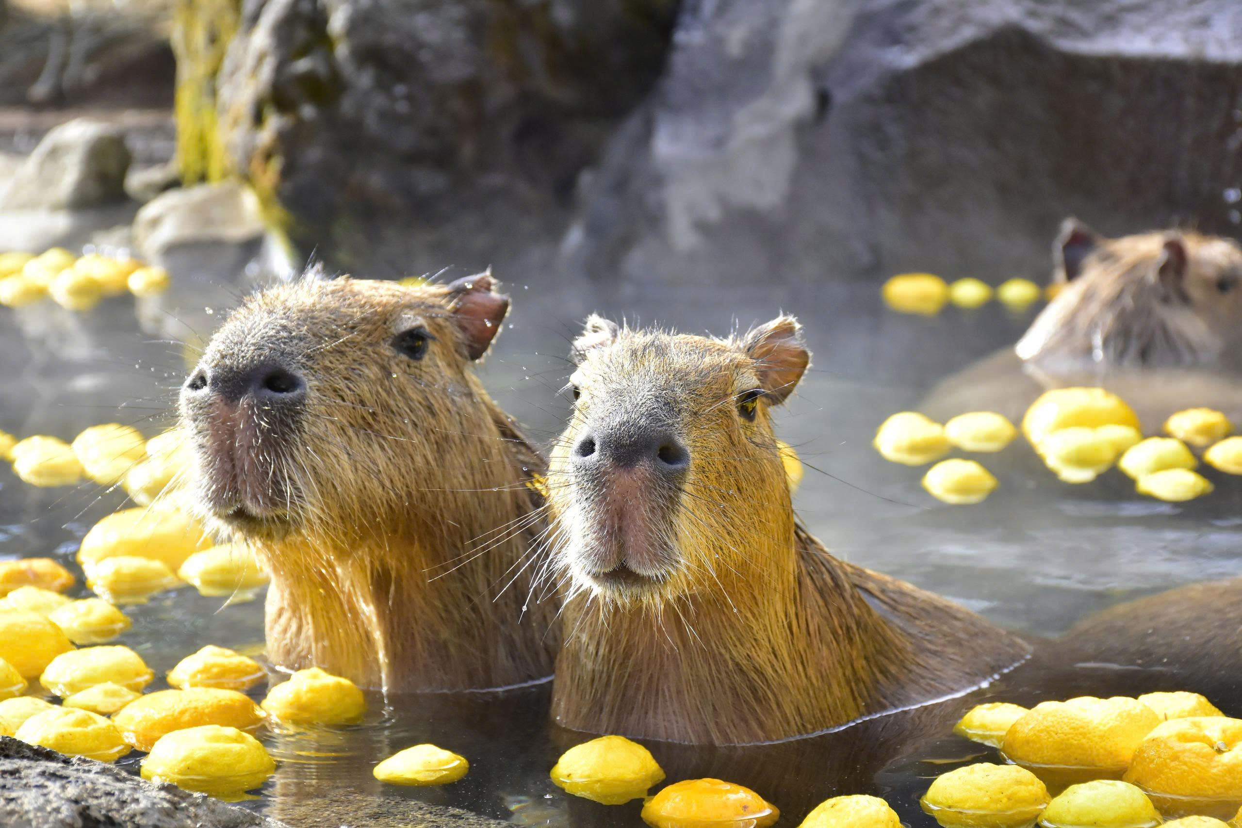 須坂市動物園