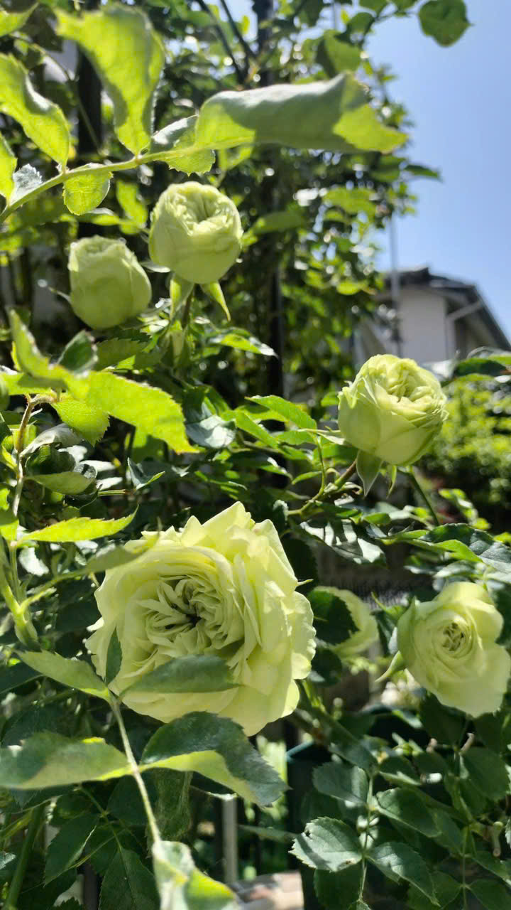 高原の花